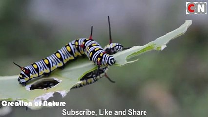 Insects Eating the Leaf Beautiful Close Footage