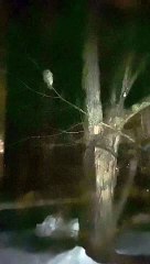 Owl Tries to Grab Parrot Through Window