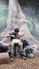 Feeding Some Very Large Porcupines