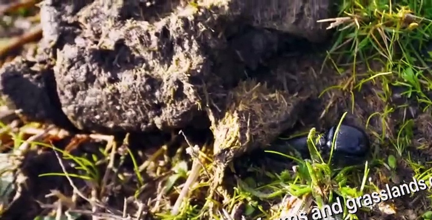 Absurd S01 E01 video Dailymotion