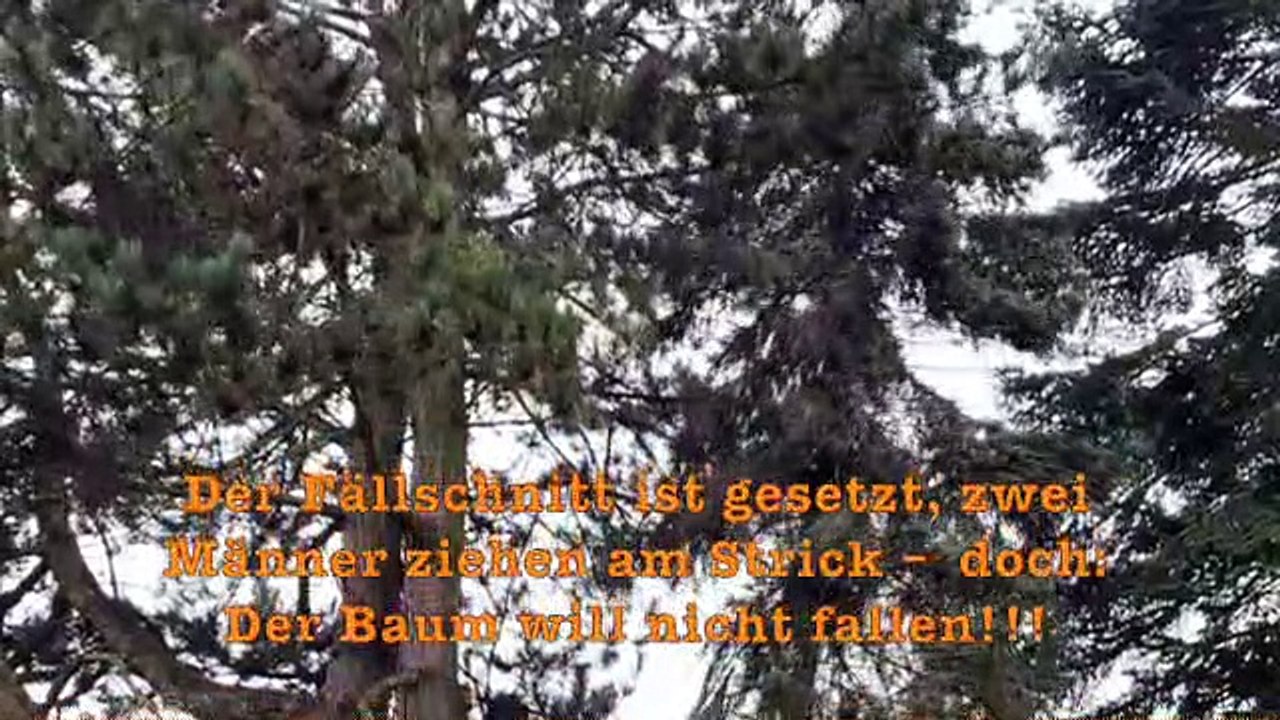 Der Baum will nicht fallen