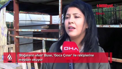 'Boğaların efesi' Buse, 'Goca Çınar' ile rakiplerine meydan okuyor