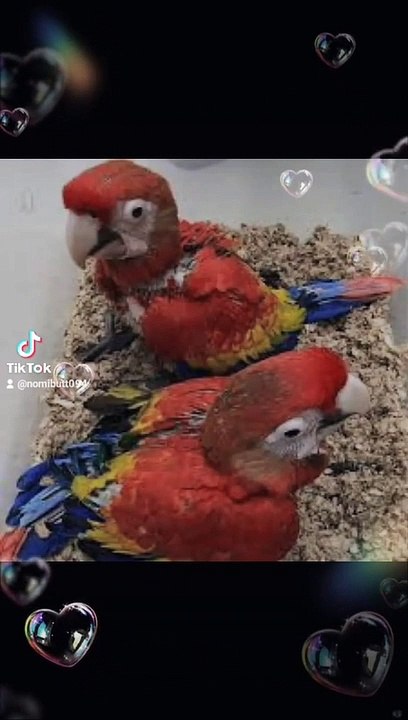 Redwingmacaw#parrots#bluemacaw#goldmacaw#Rabbiteating #cutepet#funny animals#hens#bunny#parrots