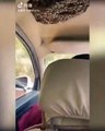 Hombre conduce con colmena de abejas en su automóvil