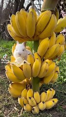 Rabbiteating #cutepet#funny animals#hens#bunny#parrots