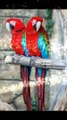 Red wing macaw#goldmacaw#bluemacaw#parrots#babyparrots#funnyanimals#indainringneck#hens#cutepet