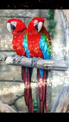 Red wing macaw#goldmacaw#bluemacaw#parrots#babyparrots#funnyanimals#indainringneck#hens#cutepet