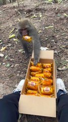 Monkey steals buns