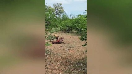 Lizard slaps hyena with its tail