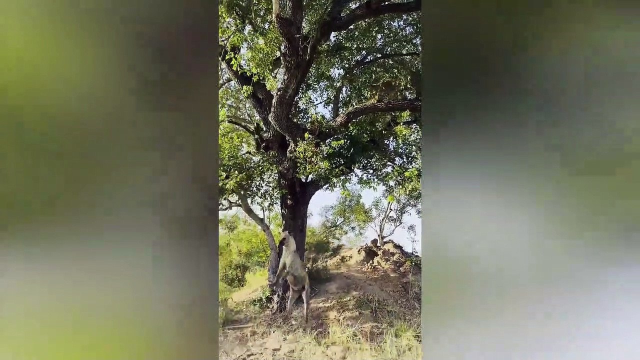 Hyena jumps, and jumps, and jumps, for Leopard's food
