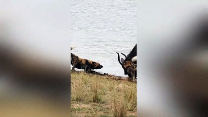 Buck Fighting Wild Dogs & Hippos Gets Caught by Crocodile