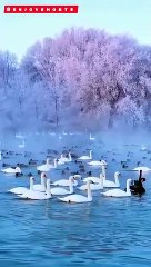 Swan Swimming #youtubeshorts #trending #swan  @enjoyshorts