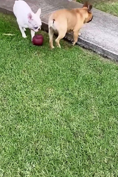 Funny cats and dogs - Funny animal videos 2023