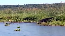 Crocodile Attacks People's Cows- Cow Trying To Fight Giant Crocodile To Escape The Horror Attack
