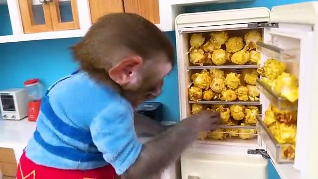 Monkey Baby Bon Bon oes to the toilet and plays with Ducklings in the swimming pool(360P)