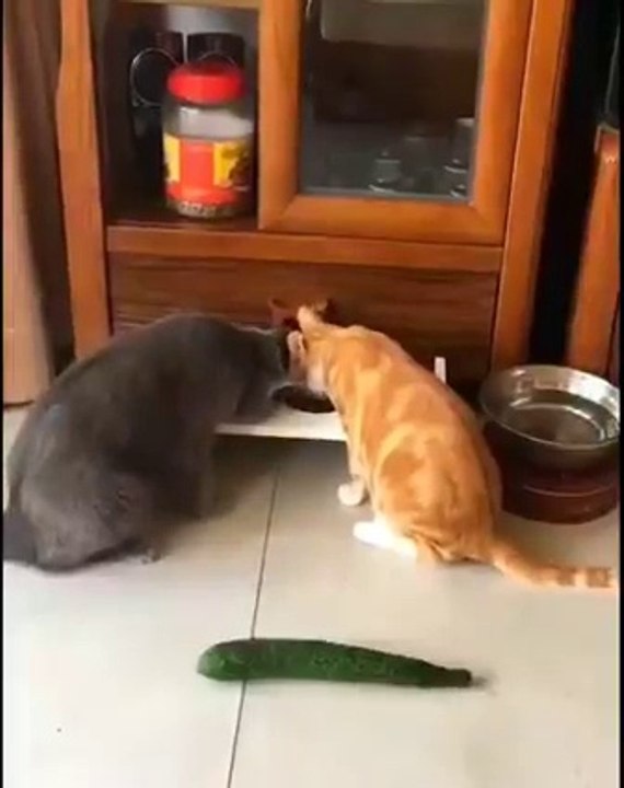 Funny video