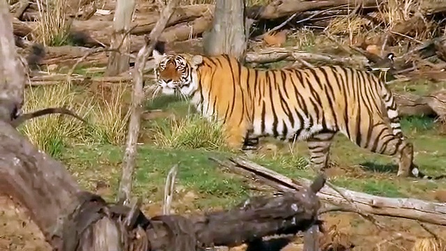 Hunt VIDEO:रणथंबौर घूमने आए पर्यटकों का रिद्धी ने खास बना दिया दिन, बाघिन के शिकार करने का नजारा देख हुए रोमांचित