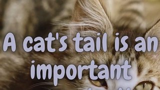 Cat Facts You Need to Know Everything #shorts
