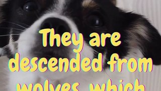 Dog Facts in English #short