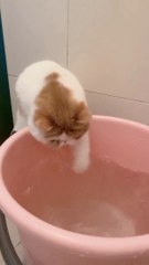 cute cat Play with fish  very funny 2023