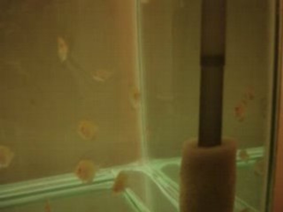 rose red yavrular 30 günlük