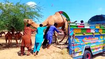 camel loading camel sound desert plane desert camelتحميل الجملऊट लड ह रह ह oont