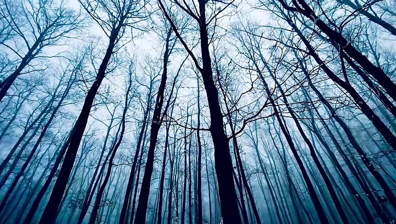 forest 4k HDR