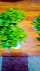 সুস্বাদু পেঁয়াজি রেসিপি-peyaji recipe in bengali-peyaji recipe-piaji recipe