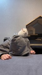 So sweet reaction  #meow #viral #trending#catreaction