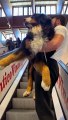 Man Carries Bernese Mountain Dog Up Escalator