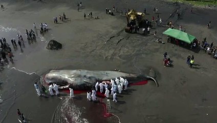 Terceira baleia morre encalhada em praia de Bali