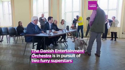 Pawfect pitch: Danish orchestra hosts dog auditions in search for the next furry superstar