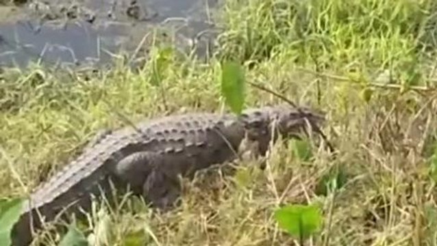 पश्चिमी चंपारण: हवाईअड्डा पर पहुंचा मगरमच्छ, वनकर्मियों ने रेस्क्यू कर गंडक नदी में छोड़ा