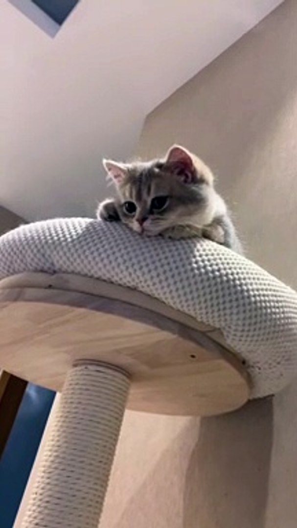 ⁣Cat Funny Moments | Funny Cats | Cute Pets | Funny Animals #animals #pets #cats #cat #catvideos #4u