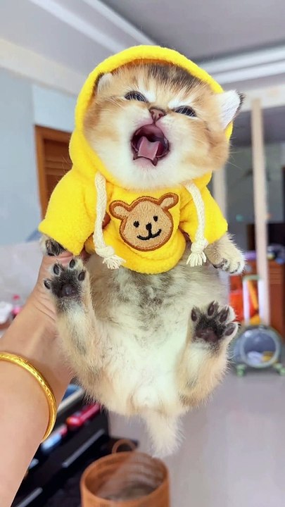 Cat Funny Moments | Funny Cats | Cute Pets | Funny Animals #animals #pets #cats #cat #catvideos #4u