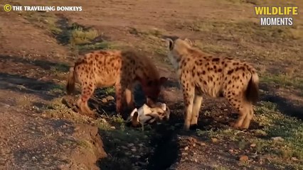Wicked Laugh! 45 Creepy Moments Hyena Attack & Hunt Wildebeest