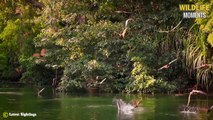 Underwater Ambush From Crocodile   Top Crocodile Hunting Moments