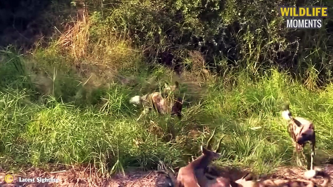 Top 45 Most Epic Survival Battles Of Lion, Buffalo, Wild Dogs, Zebra