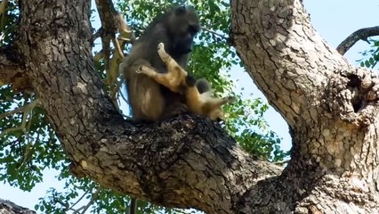 Unlucky! 45 Moments Baby Animals Are Abandoned & What Happens Next