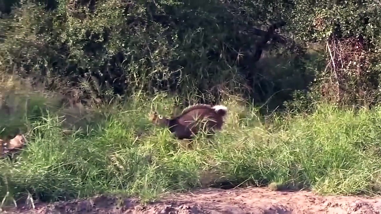 Dire! Baboons Fight Uncompromisingly to Escape the Horror Attack of Bloodthirsty Wild Dogs