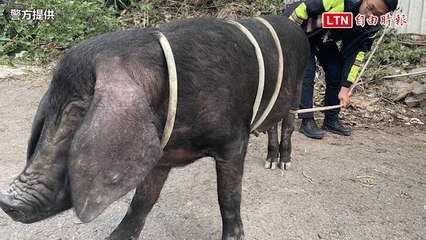 200台斤大黑豬闖倉儲猛撞「碰碰碰」 不敵優勢警力被圍捕(警方提供)
