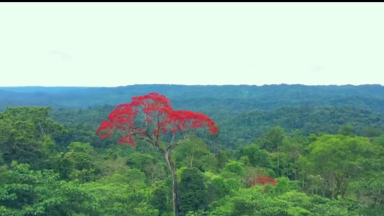 nature HD video 4K ultra