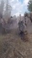 Vultures swoop on red deer gone in 60 seconds|al javed tv