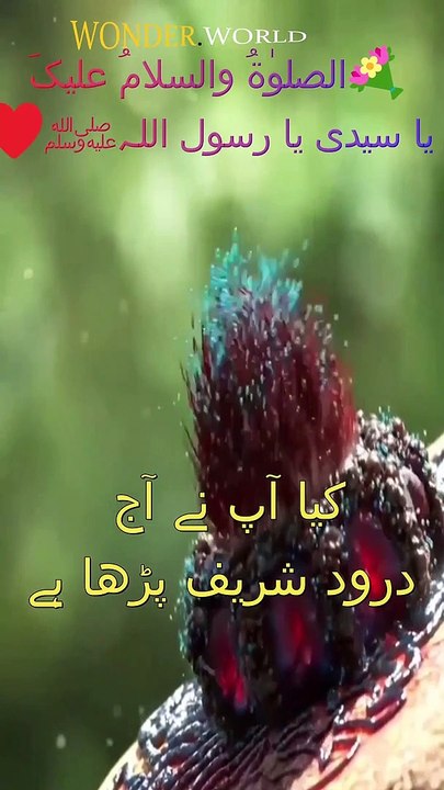 darood sharif ||