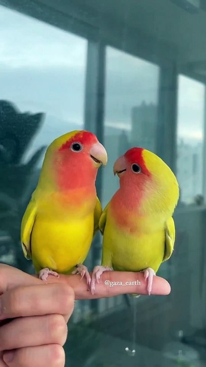 Beautiful Bird
