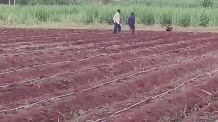 జెరేనియం పంట సాగుపై యువ రైతుల ఆసక్తి.. లాభాలు బోలెడు