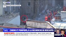 Immeuble effondré à Marseille: comment les chiens participent-ils aux opérations de secours?