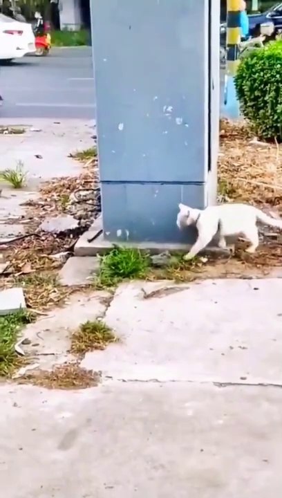 Funny cat vedio