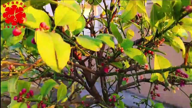 How to Grow Kitchen Garden and Beautiful Flowers | Granny Crafts