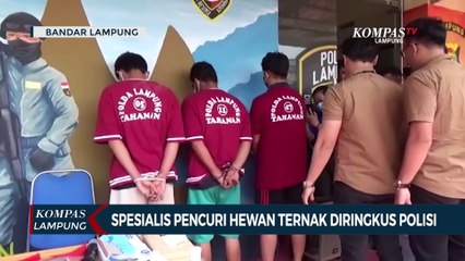 Spesialis Pencuri Hewan Ternak Diringkus Polisi
